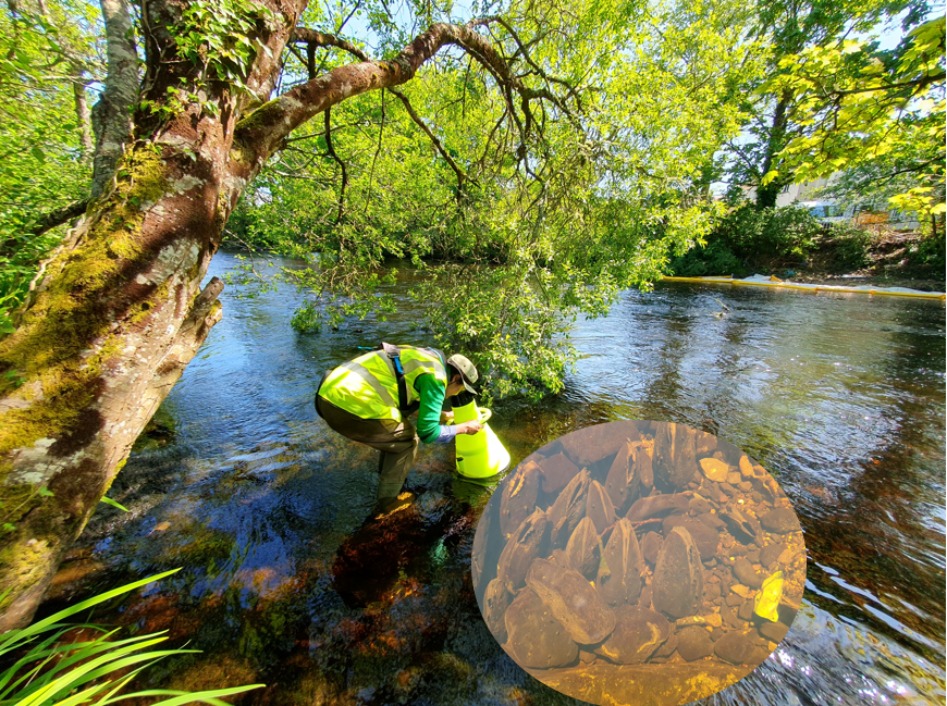 Fresh Water Pearl Mussel Survey